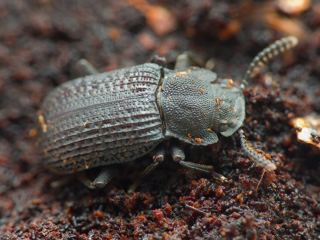 Bolitophagus reticulatus (Linnaeus, 1767)